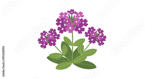 Purple Verbena Flowers Image, Vector Illustration, Botanical, Nature, Floral Design