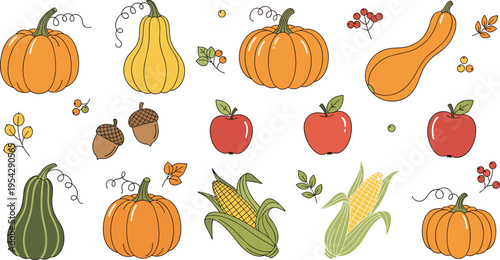 Autumn harvest vegetables and fruits collection with pumpkins apples corn acorns seasonal fall cartoon vector illustration set isolated on white background