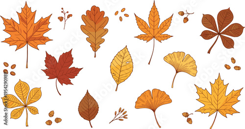 Autumn leaves collection with maple oak ginkgo chestnut foliage seasonal botanical elements hand drawn vector illustration set isolated on white background