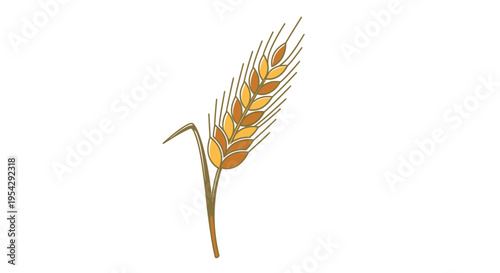 Golden wheat ear on white background.