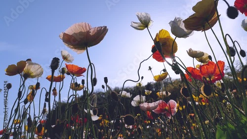 Backlit colorful poppy field filmed from a low angle in slow motion.