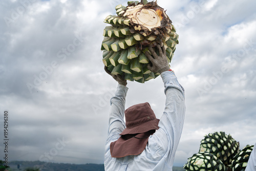 Canvas Print El campesino está llevando una planta de agave muy pesada al vehículo