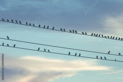 Birds sitting on power lines silhouette against soft sky background