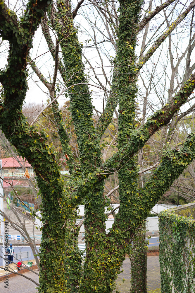Obraz premium Tree trunks covered in green climbing plants in the park.