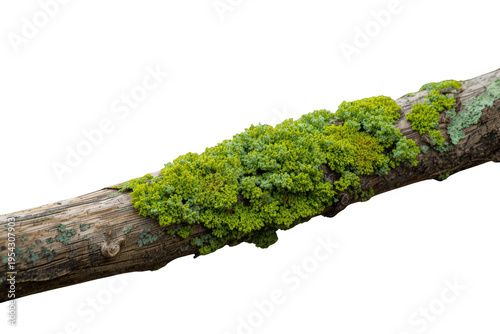 Green moss growing on a weathered tree branch, depicting nature, growth, and organic texture on transparent background