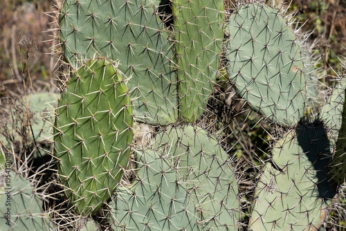 Organic prickly pear cactus ready for consumption - Opuntia ficus-indica