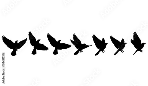Bird wing flapping sequence with step by step flight movement stages in black silhouette vector
