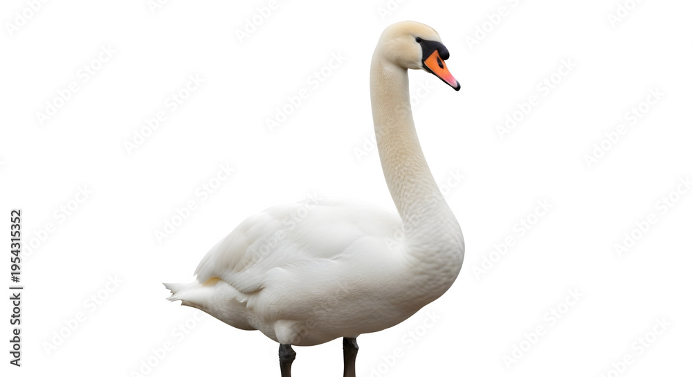 Fototapeta premium A majestic white swan stands alone against a dark background