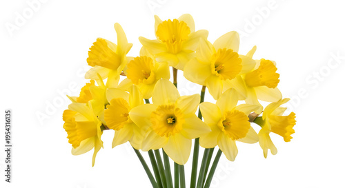 A vibrant bouquet of bright yellow daffodils against a dark background