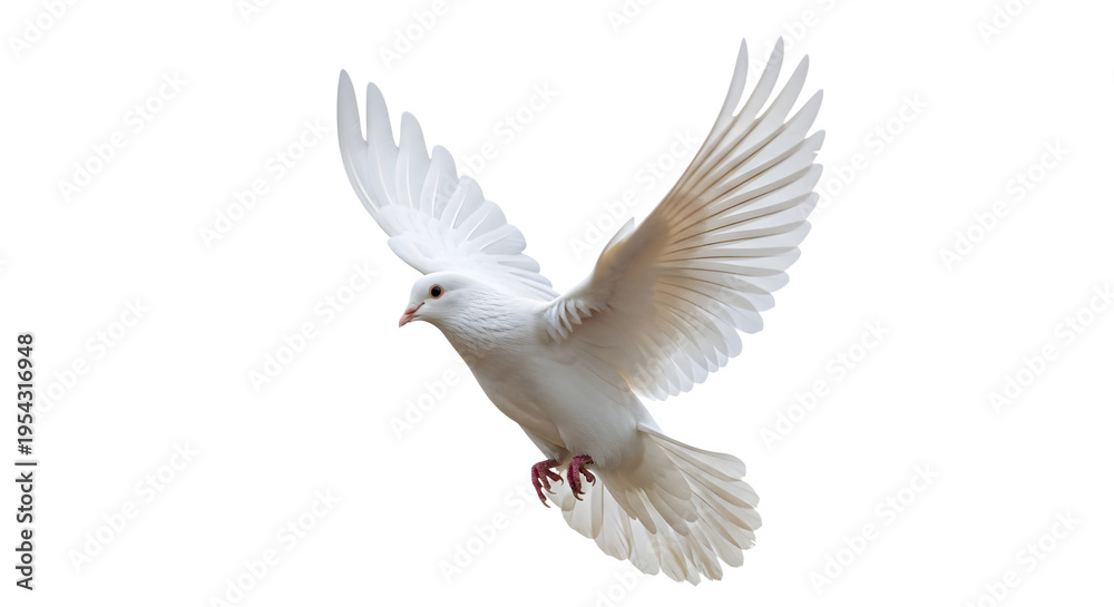 Fototapeta premium A white dove is flying in the air with its wings spread wide.