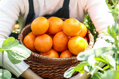 Fresh Organic Oranges in Wicker Basket - Healthy Citrus Fruit Still Life Photography