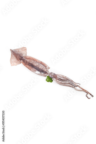 Fresh Raw Squid with Parsley on White Background - Studio Food Photography
