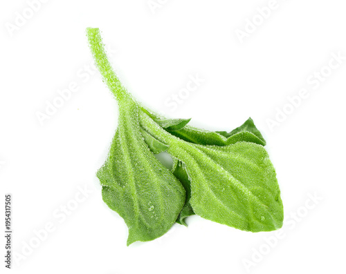 Fresh Green Leafy Vegetable with Water Droplets Studio Photography