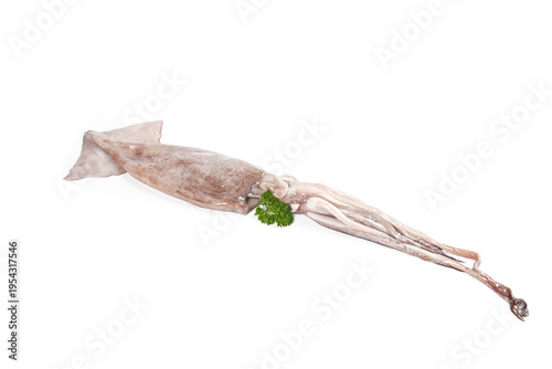 Fresh Raw Squid with Tentacles and Parsley Garnish Isolated on White Background for Seafood Cooking