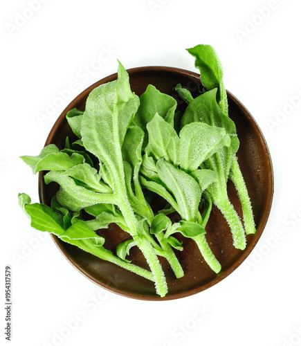 Fresh Green Leafy Vegetables with Water Droplets in Bowl - Studio Food Photography