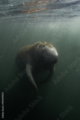 Dark manatee photo 