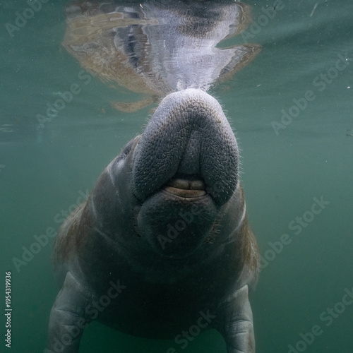 Manatee surfacing 