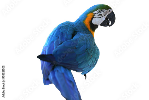 Fotografi Isolated Macaw parrot exhibiting vibrant blue and yellow plumage, perched agains