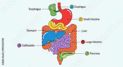 A detailed vector graphic illustration of the human digestive system with labeled organs