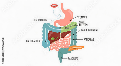 A detailed vector graphic illustration of the human digestive system with labeled organs
