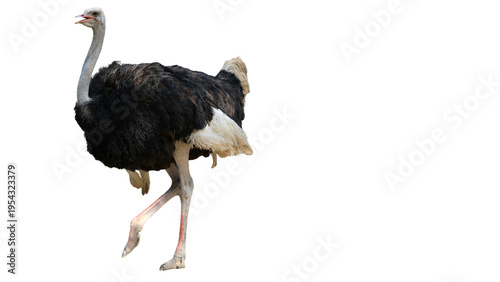 Photos Isolated Ostrich walking with its head up in a dark background with copy space f