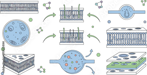 Cell membrane structure and transport process vector illustration featuring phospholipid bilayer diffusion osmosis and molecular movement in biological system diagram