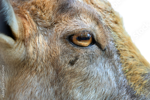 Foto Isolated Goat eye staring intensely in a close-up view of its furry face against