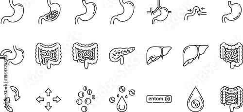 Digestive system organs outline icons with stomach intestine liver pancreas digestion process medical anatomy vector illustration set