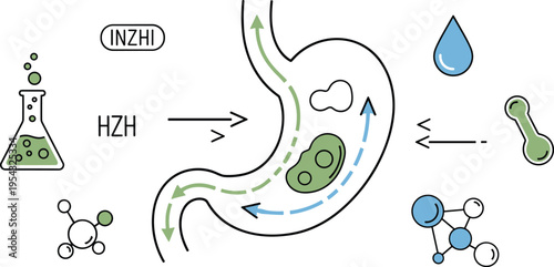 Enzyme activity and pH process vector illustration showing catalytic reaction substrate interaction and biochemical changes in digestive pathway diagram