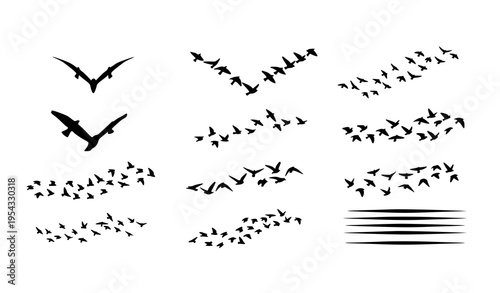 Clean black bird flock silhouettes for UI web design and infographic vector set