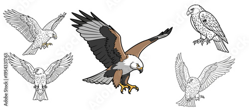 Eagle and hawk birds of prey collection vector illustration isolated on white background