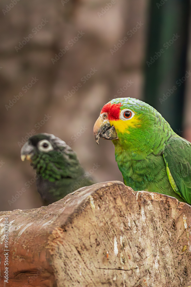 Fototapeta premium Red-Lored Amazon Parrot on Log with Second Parrot Blurred in Background