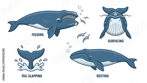 Whale Behavior Cycle Infographic: Feeding, Surfacing, Tail Slapping, Resting Illustration