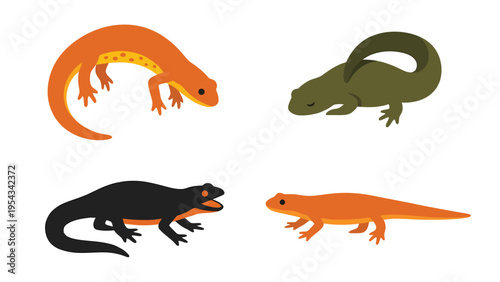 Diverse Newt and Salamander Vector Illustrations Set on White Background