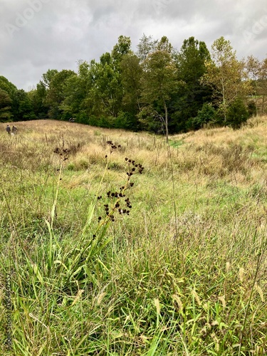 Natural meadow with wild grass and trees under cloudy sky