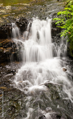 Lower Macleay Trail in Forest Park, Portland, Oregon