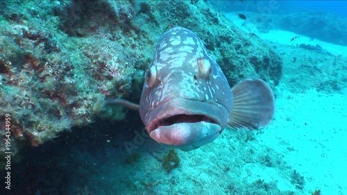 dusky grouper swimming around the diver and curious underwater ocean scenery close up fish
