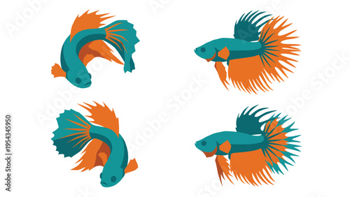 Vibrant Teal and Orange Betta Fish Vector Illustrations Set on White Background