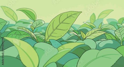 Close view of green tea leaves in a field during daytime with sunlight shining down on the plants and creating shadows