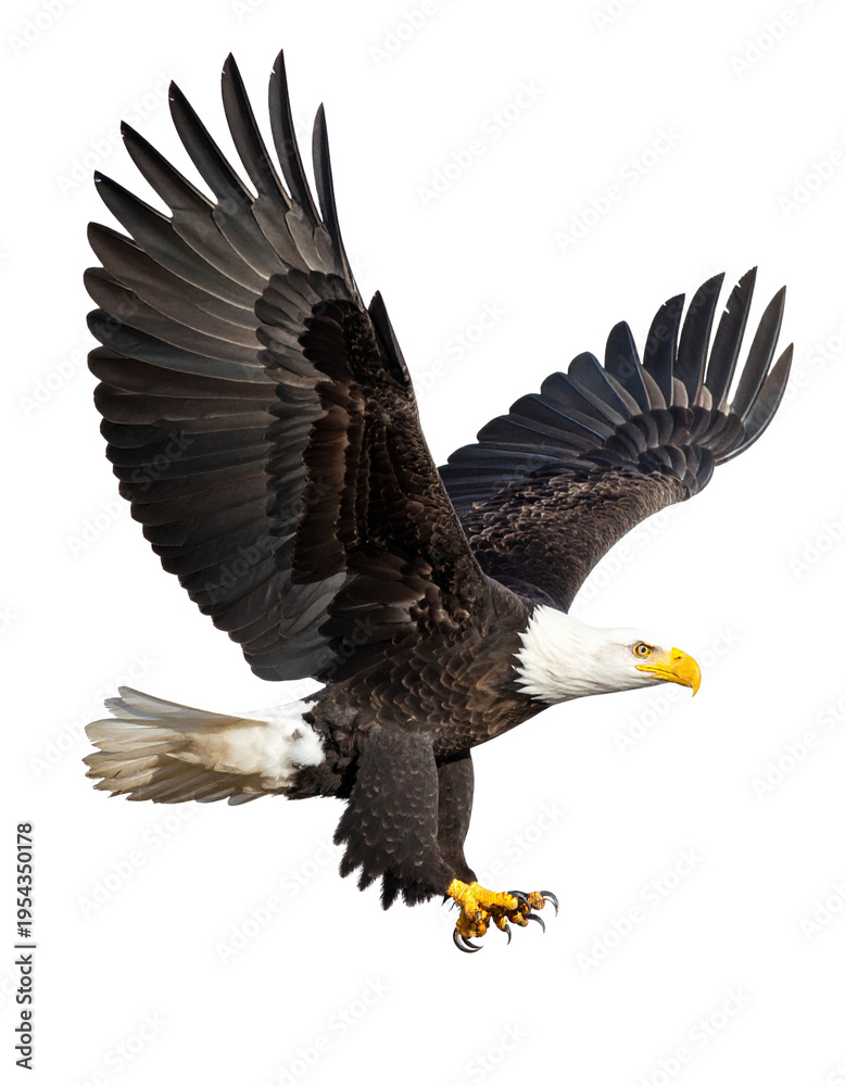 Obraz premium Bald eagle (Haliaeetus leucocephalus) , flying in motion and in landing position Isolated on Transparent or White Background