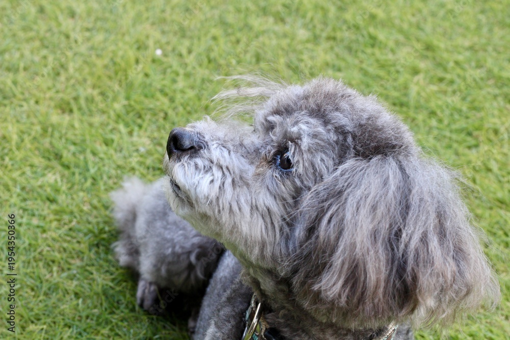 Fototapeta premium トイプードル 目を潤ませるシルバーのトイプードル 芝生の上 涙目の犬
