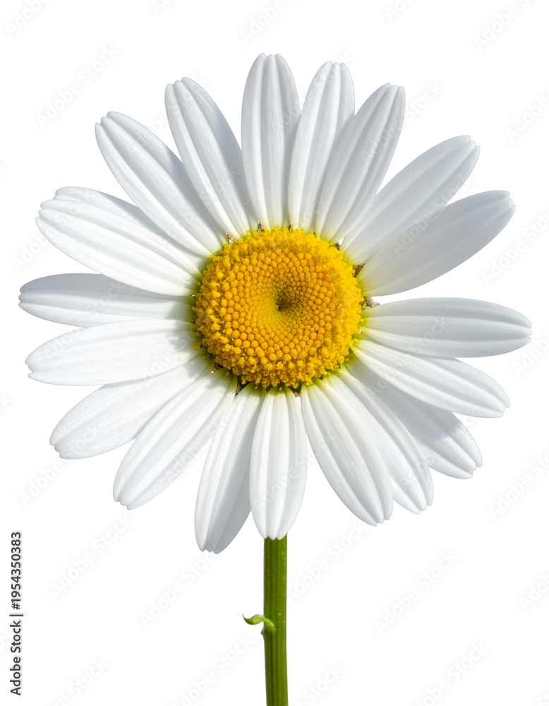 Fototapeta premium Common daisy blossom isolated on transparent or white backgrounds