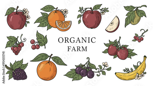 Organic Farm Fresh Fruits Hand-Drawn Collection: Apples, Oranges, Grapes, Berries, Banana, and Pears Illustration Set