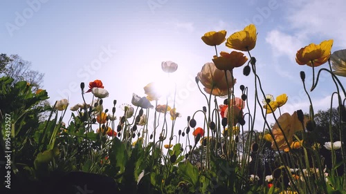 Backlit colorful poppy field filmed from a low angle in slow motion.