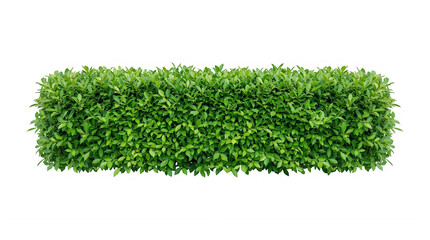 Fotobehang Groen Green hedge isolated on transparent background with lush foliage and dense leaves  © Iconic Nest