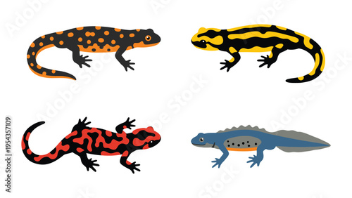 Amphibian Diversity: Illustrated Salamanders and Newts Collection