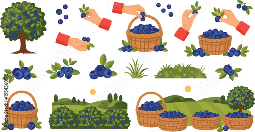 Blueberry Picking and Harvesting with Baskets, Blueberry Bushes, and Scenic Farm Landscape for Agricultural and Organic Farming Designs