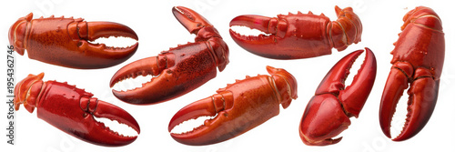 Red lobster claws on white background seafood crustacean