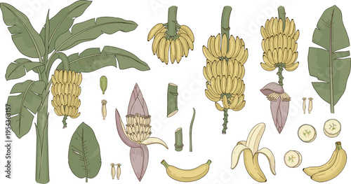 Banana Plant and Fruit Collection with Leaves Bunches Flower Stems and Sliced Bananas Vector Illustration Set