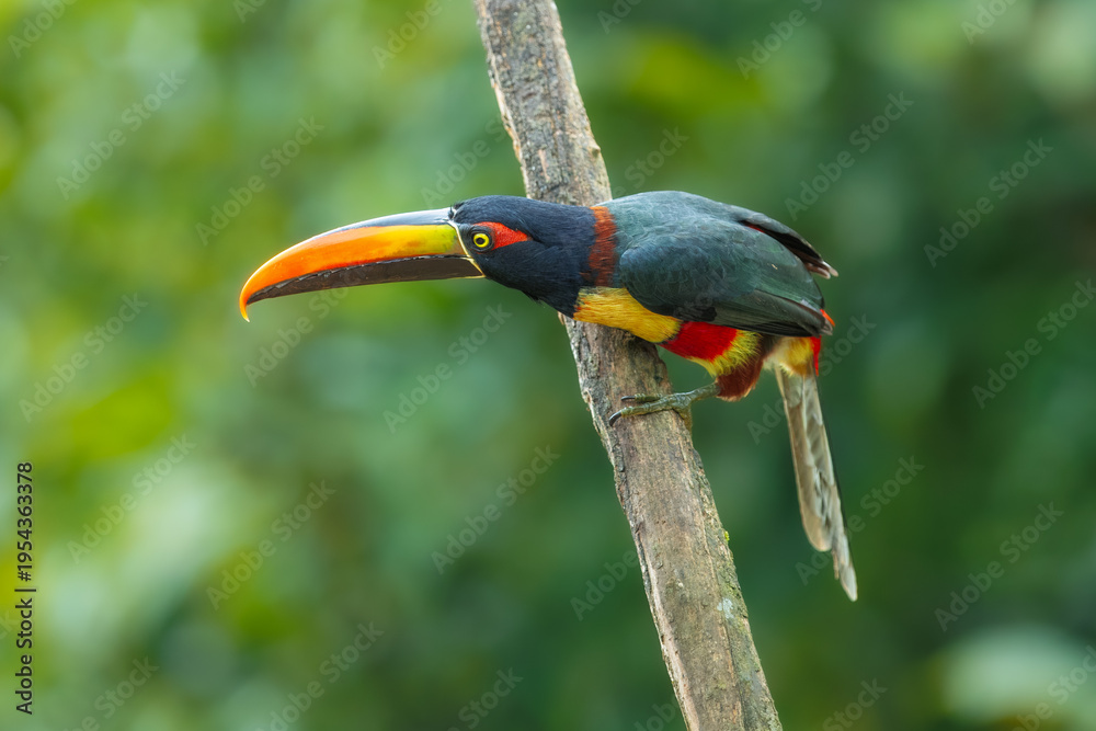 Fototapeta premium Fiery-billed Aracari perched on a branch in the tropical rainforest against a blurred green background, Costa Rica